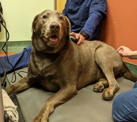 Brown Dog Receiving Acupuncture
